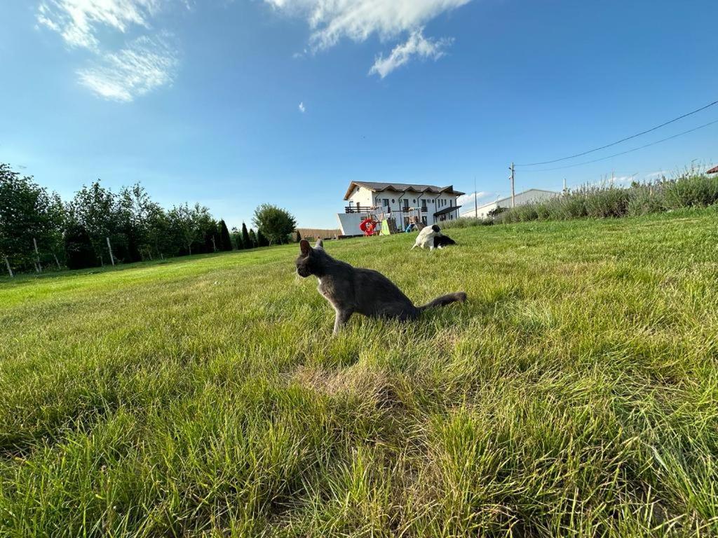Agropensiunea Livada Lui Cezar Si Rares Farm stay *